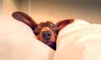 RECUPERATE FROM THE HOLIDAYS WITH SATISFYING SLEEP!